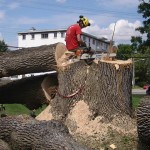 Service d'arbres Québec - Pro-Tec-Arbres