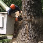 Abattage d'arbre Québec - Pro-Tec-Arbres