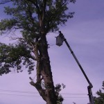 Abattage d'arbre Québec - Pro-Tec-Arbres