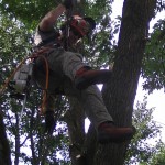 Abattage d'arbre Québec - Pro-Tec-Arbres