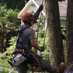 Abattage d'arbre Québec - Pro-Tec-Arbres