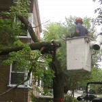 Abattage d'arbre Québec - Pro-Tec-Arbres