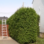 Taille de haie de cèdre Québec - Pro-Tec-Arbres