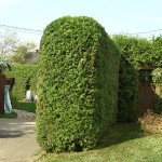 Taille de haie de cèdre Québec - Pro-Tec-Arbres