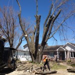 Abattage d'un érable mort - Pro-Tec-Arbres