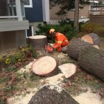 Abattage d'arbre - Pro-Tec-Arbres