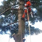 Abattage d'arbre - Pro-Tec-Arbres