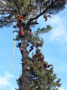 Abattage d'arbre - Pro-Tec-Arbres