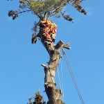 Abattage d'arbre - Pro-Tec-Arbres