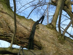 Chirugie-Haubanage-Arbre-Québec-Pro-Tec-Arbres